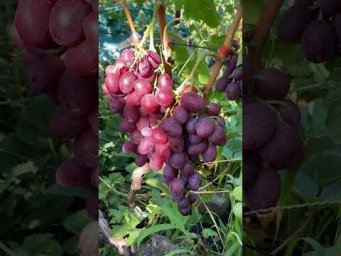 Выращивание винограда - Виноград  Шакіра .Телефон  для  замовлень  саджанців-098 115 04 16 Анатолій