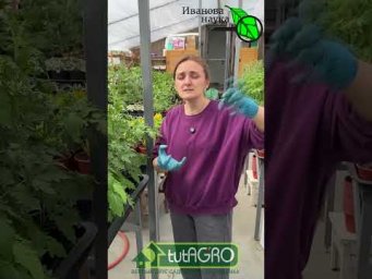 Иван Русских Иванова наука - 