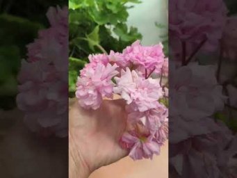 Мой цветочный бизнес - Ю Мадам Де Помпадур #Ю_Мадам_Де_Помпадур #пеларгония #сорт