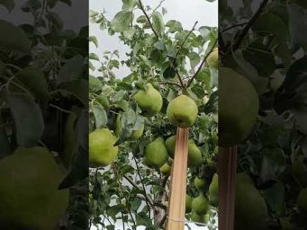 Хатунский питомник - 