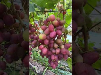 Выращивание винограда - Виноград Адреналін.Продаж саджанців  винограду.Телефон 098 115 04 16 Анатолі