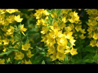 Зелёные ворота - Как купить саженцы вербейника. Вербейник точечный