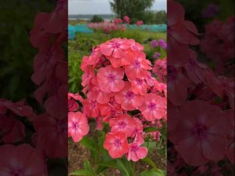 Сад флоксов - Уютный флокс Клементина
