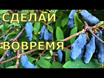 Vogorode - ЖИМОЛОСТЬ. ЧТО НЕОБХОДИМО СДЕЛАТЬ СРОЧНО? Уход, обрезка, размножение.