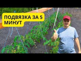 Сад, огород своими руками (Валерий Кузюбердин) - Простая подвязка низкорослых томатов: быстро и надё