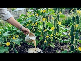 Сад-огород Life - Огурцы цветут и плодоносят как не в себя после этой подкормки в июле! Чем подкорми