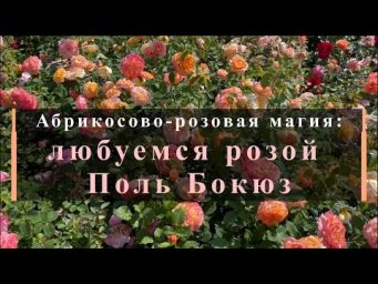 Питомник роз Иващенко - Абрикосово‑розовая магия: любуемся розой Поль Бокюз. Питомник растений Е. Ив