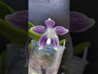 Орхидс Phalaenopsis tetraspis 'Luxurious Blue' stem prop  #orchids