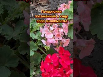 Комнатные цветы - Пеларгонии посаженные в саду, пора выкапывать!