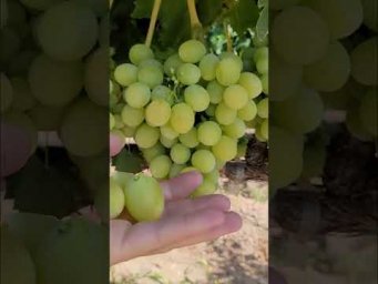 Виноград Одесса - анонс лучшие столовые сорта для теплицы #shorts#tiktok #сад#садоводничество#новост
