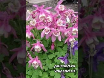 Мир семян и цветов - Посейте эти неприхотливые цветы в феврале!  #цветы #сад #посев #shorts