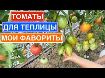 Садовый гид Лариса Зарубина - Присмотритесь к этим томатам для закрытого грунта!
