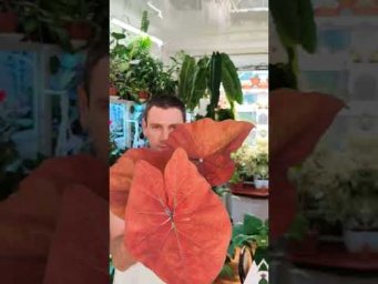 FloraMan - 23 августа 2026 г.