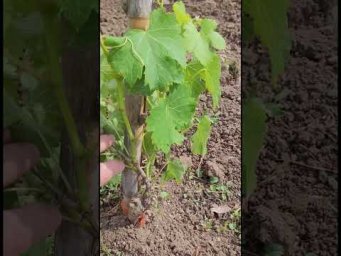 Виноград Одесса - ПОМОГИТЕ КУСТИКУ ВЫРАСТИ#shorts #tiktok #виноград #сад #farming #дача #огород