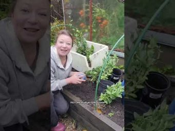 Сад для души - Хотите сэкономить на семенах и сохранить эустому до весны? Заносим домой и добавляем 