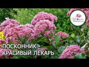 Вероника Поливкина - Посконник - красивый лекарь