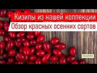 Александр Миколенко - КИЗИЛ: обзор красных осенних сортов #кизил #саженцы #питомник