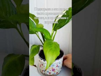 Цветы в доме - Можно ли подкармливать растения зимой? Короткий честный ответ