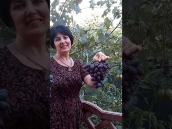 Выращивание винограда - Виноград Каталонія.Продаж саджанців  винограду.Телефон 098 115 04 16 Анатолі