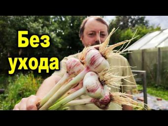 Практичный огород - Никогда НЕ сажайте чеснок ЭТИМ способом! Результаты эксперимента