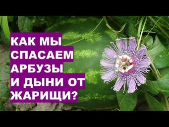 Дача, сад, огород, цветы - Как мы спасаем в сильную жарищу арбузы и дыни?