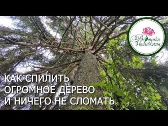 Вероника Поливкина - Как спилить дерево высотой с многоэтажку и ничего не повредить