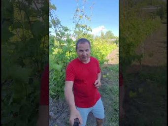 Виноград Одесса - УЛИТКИ ЗАХВАТИЛИ ВИНОГРАДНИК ЧТО БУДЕТ С УРОЖАЕМ#shorts #tiktok #виноград #сад #fa