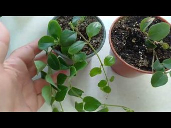 Цветочное ассорти - Комнатные растения. Мои неудачи