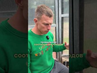 Умное хозяйство - Учёные доказали: ранние завязи убивают урожай огурцов. Показываю как это работает