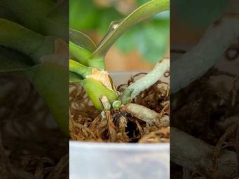 Garden orchides - Я смогла спасти этих орхидей благодаря поливу перекисью с йодом и лимонной кислото