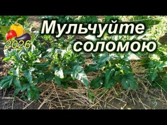 Дела домашние - Мульчуйте соломою томати і перці - це захист від спеки