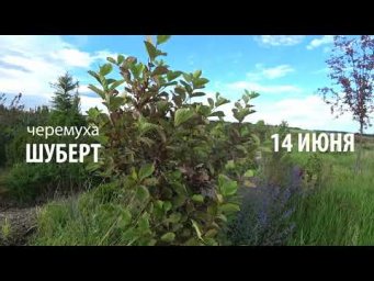 Флорини питомник - ЧЕРЕМУХА КРАСНОЛИСТНАЯ ШУБЕРТ В ТЕЧЕНИИ ГОДА