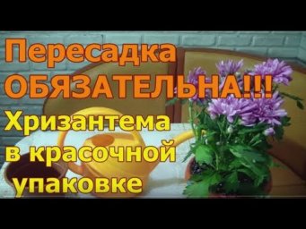 Клуб садоводов Хабаровск - Комнатная Хризантема . Почему ее надо сразу пересадить !