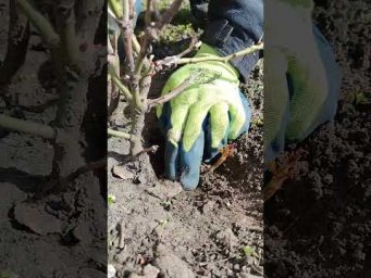 Садоводство с Александром - Подкормка Уход за розами весной