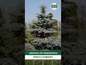 Дача без проблем - Можно ли подсыпать грунт к хвойным? Главная ошибка!