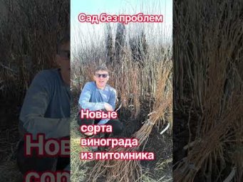 Сад без проблем - Новые сорта винограда из питомника!