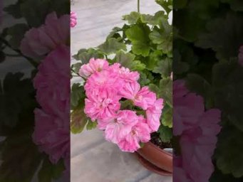 Огород как доход - Odensjo Made in Sweden