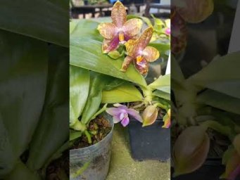 Орхидс orchids.ua Phalaenopsis  #orchids