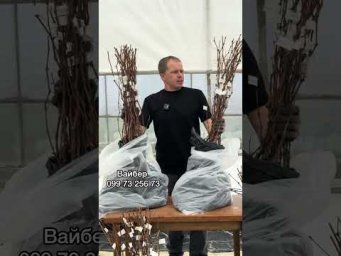 Виноград на грядке - 27 квітня 2026 р.