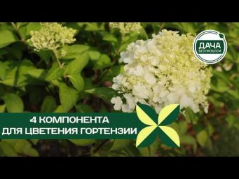 Дача без проблем - 4 ингредиента для роскошного цветения гортензий