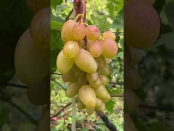 Выращивание винограда - Виноград Табу.Продаж саджанців  винограду.Телефон 098 115 04 16 Анатолій
