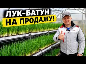 Сад, огород своими руками (Валерий Кузюбердин) - Пустует теплица осенью? Посейте лук на продажу! Отл