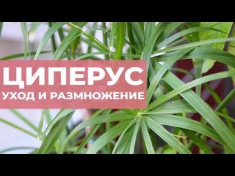 Сад на балконе - Циперус (папирус, сыть). Уход и размножение