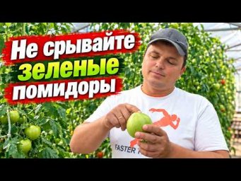 Сад, огород своими руками (Валерий Кузюбердин) - Не спешите срывать томаты! Или- почему на кусте они
