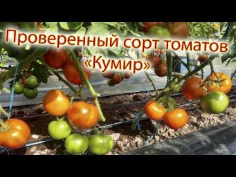 Валерий Медведев - Проверенный сорт томатов  - Кумир