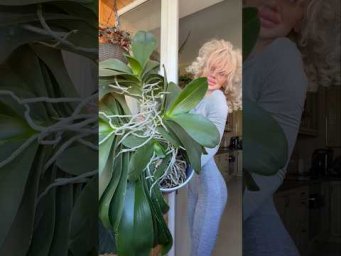 Garden orchides - Смогла вырастить самую огромную орхидею благодаря поливу!