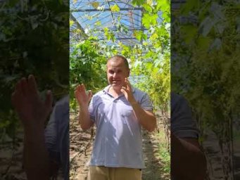 Виноград Одесса - Искусственное опыление винограда в теплице 