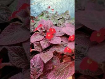 FloraMan - 30 июля 2026 г.