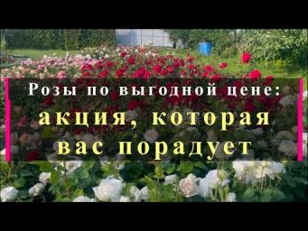 Питомник роз Иващенко - Розы по выгодной цене: акция, которая вас порадует. Питомник растений Е. Ива
