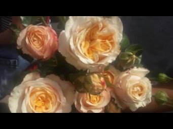 Розы в саду - Roses in the garden, the best varieties!